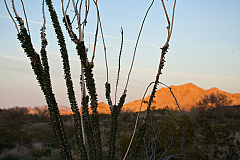 Ocotillo