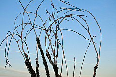 Ocotillo