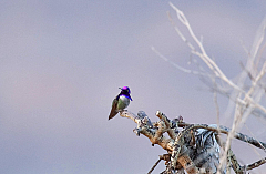 Costa's Hummingbird