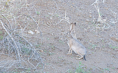 Black-tailed Jack Rabbit