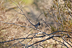 Black-throated Sparrow