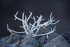 Brittlebush trunk