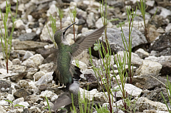 Costa's Hummingbird