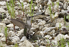 Costa's Hummingbird