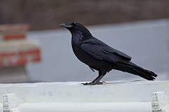 20120323130433 7168