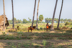 06 pongal 20140115154150 40764