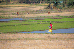 06 pongal 20140115160006 40904