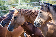 Marion's Quarterhorses